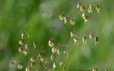 TANZ IN DER BLUMENWIESE